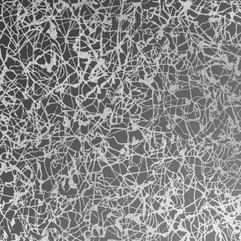 MA36 Neurona